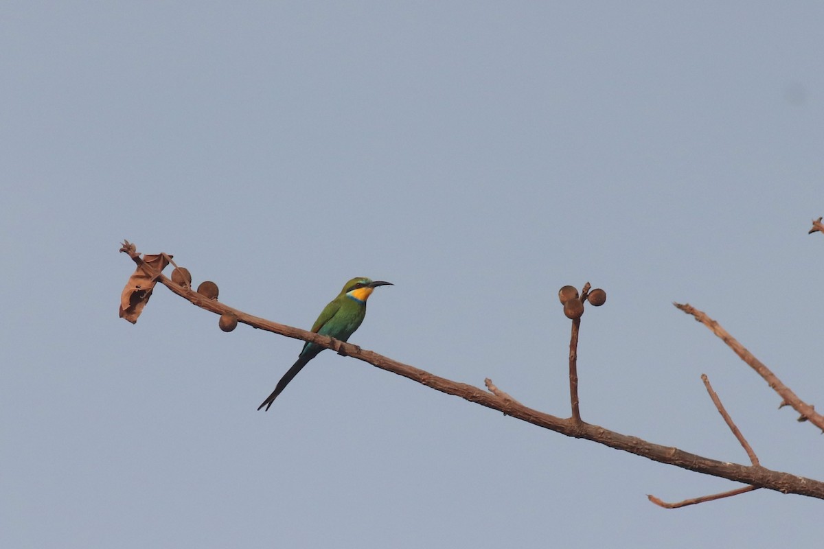 Swallow-tailed Bee-eater - ML620066203