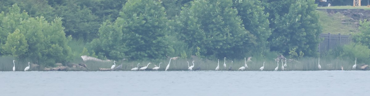 Great Egret - ML620066217