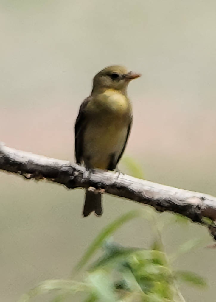 Western Tanager - ML620066218