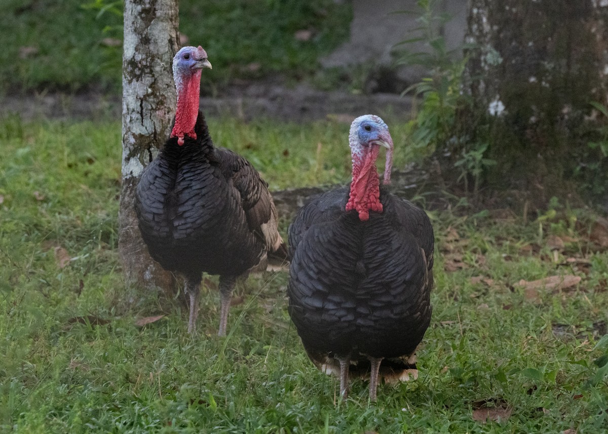 Wild Turkey (Domestic type) - ML620066219