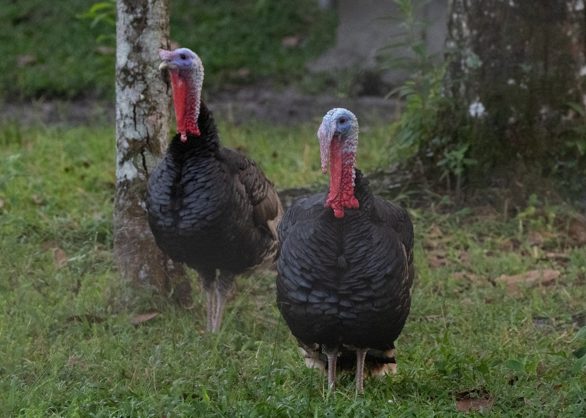 Wild Turkey (Domestic type) - ML620066220