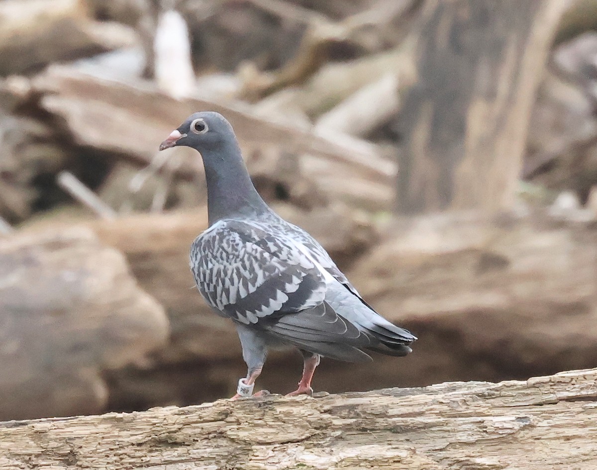 Rock Pigeon (Feral Pigeon) - ML620066222