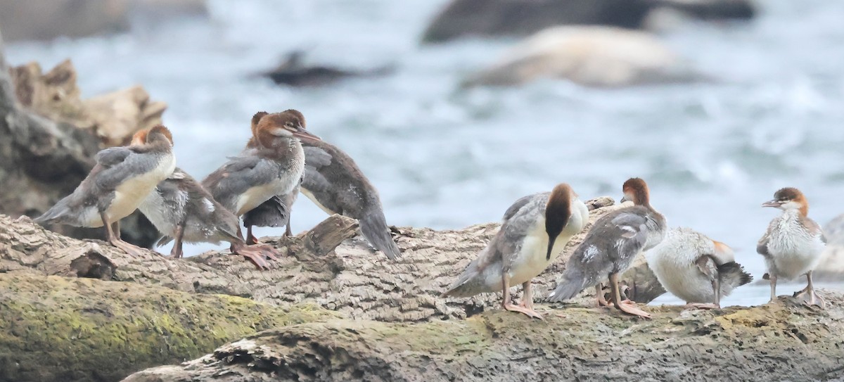 Common Merganser - ML620066235