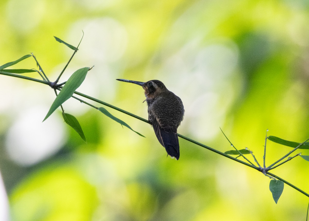 kolibřík pilozobý - ML620066242