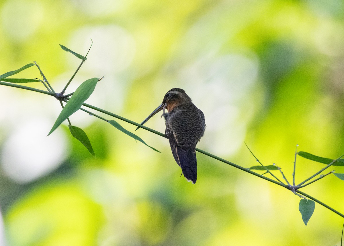 Saw-billed Hermit - ML620066243