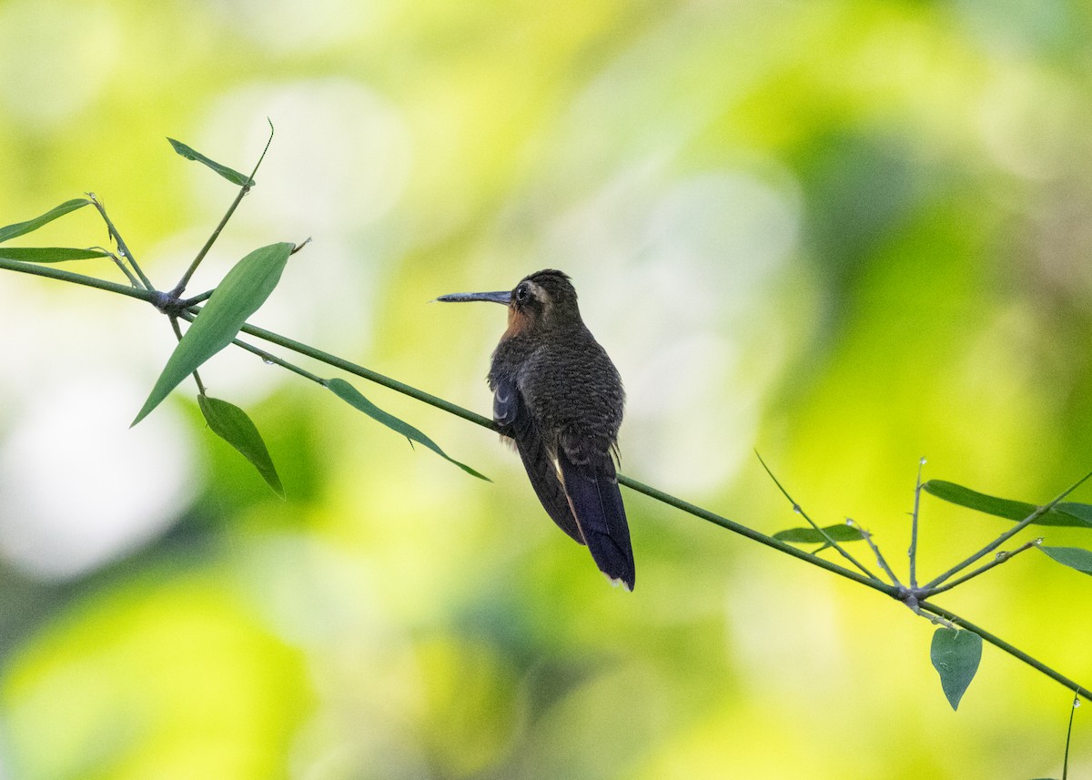 kolibřík pilozobý - ML620066244