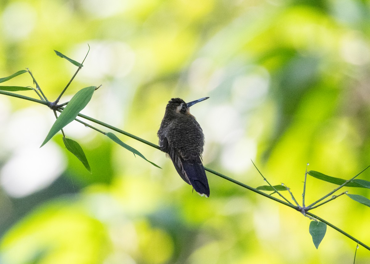 Saw-billed Hermit - ML620066245