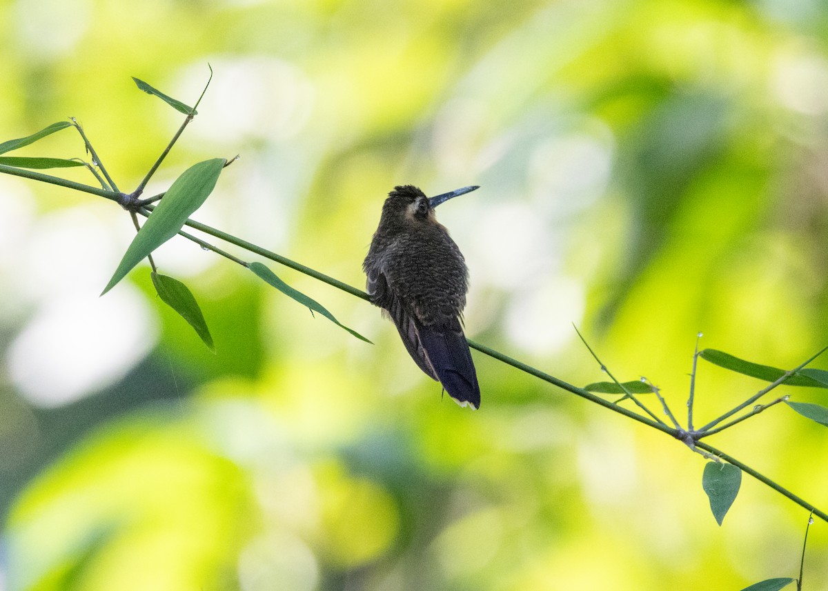 Saw-billed Hermit - ML620066246