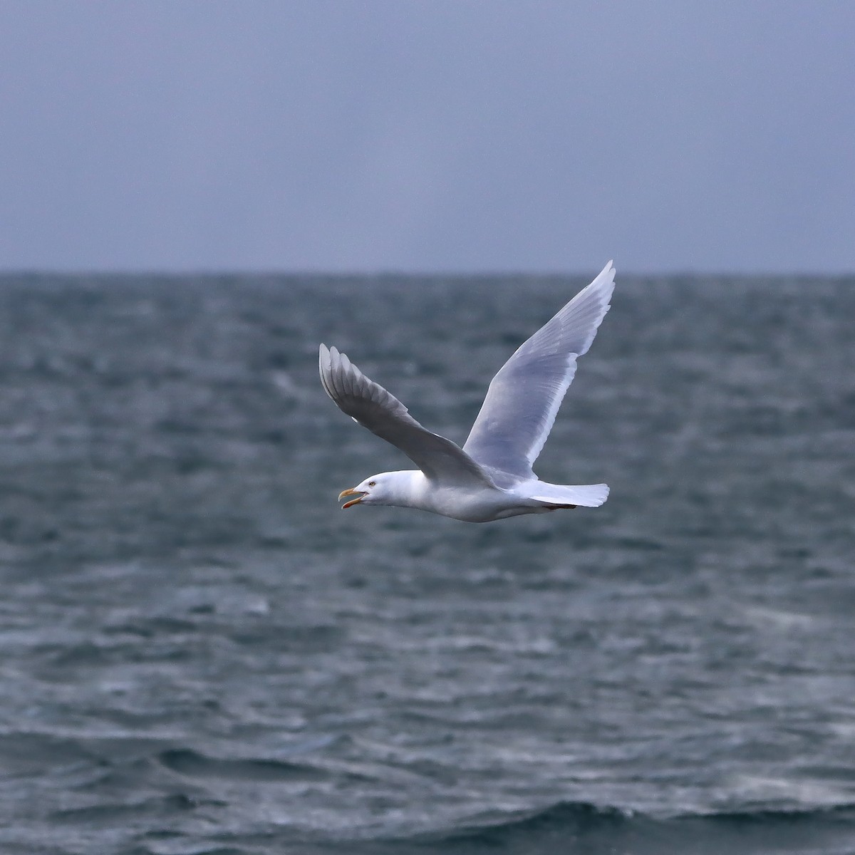 Glaucous Gull - ML620066270