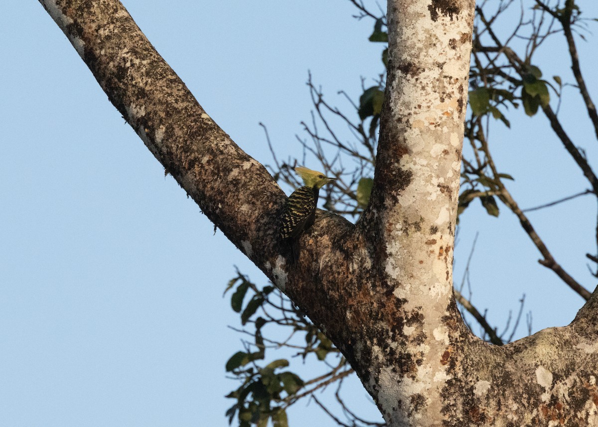 Blond-crested Woodpecker - ML620066295
