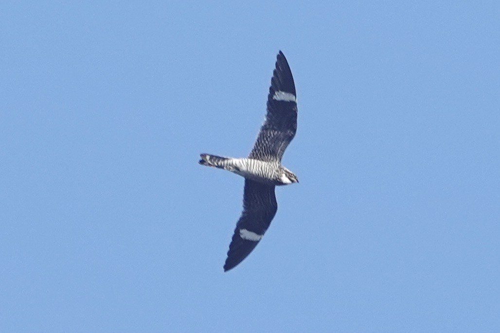 Common Nighthawk - ML620066313