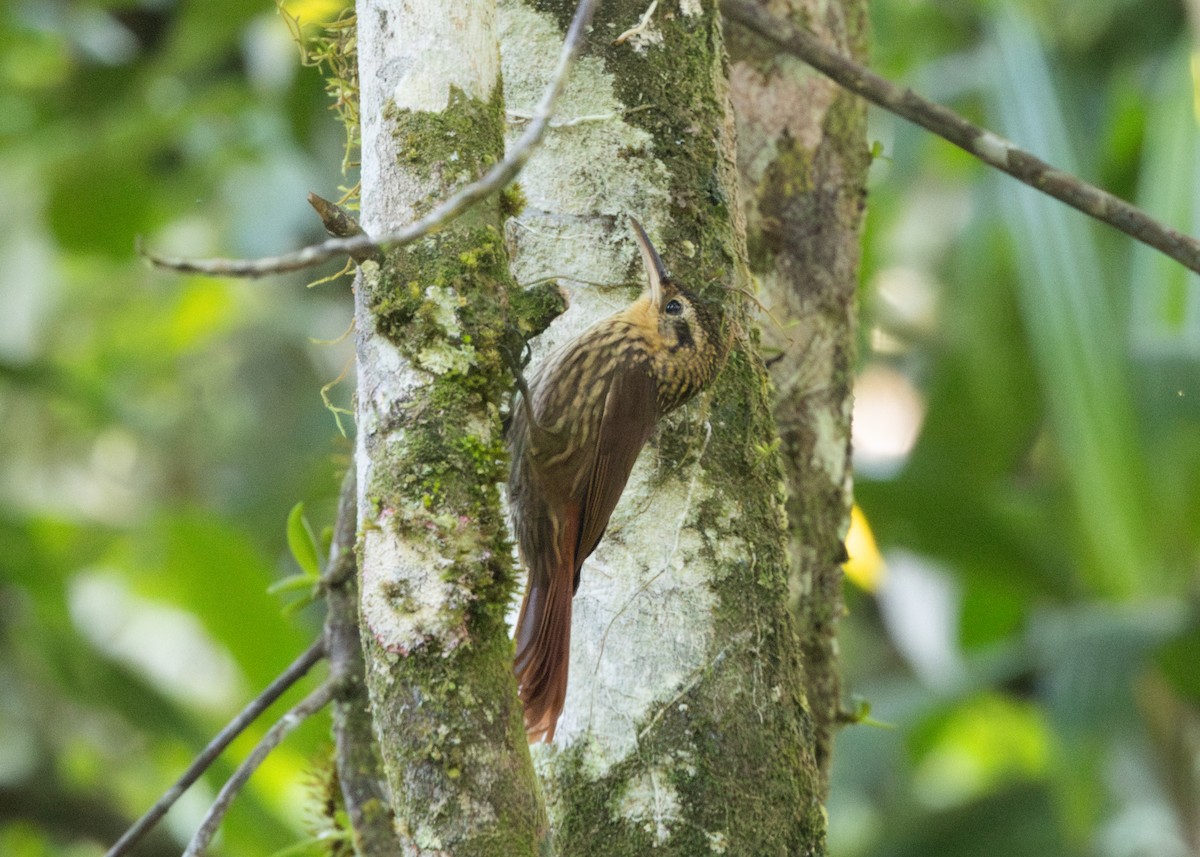 Lesser Woodcreeper - ML620066319