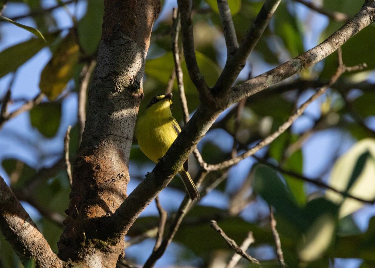 Gray-headed Tody-Flycatcher - ML620066324