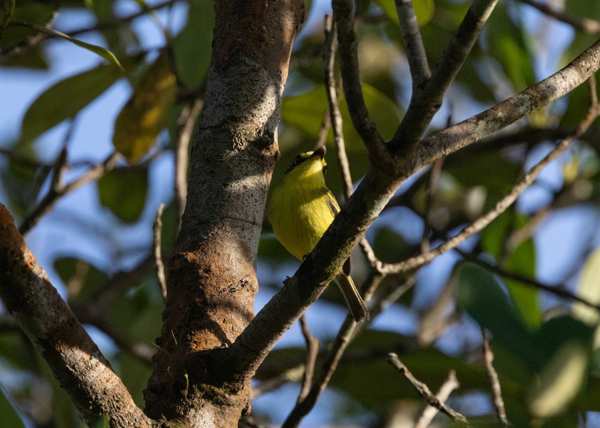 Gray-headed Tody-Flycatcher - ML620066325