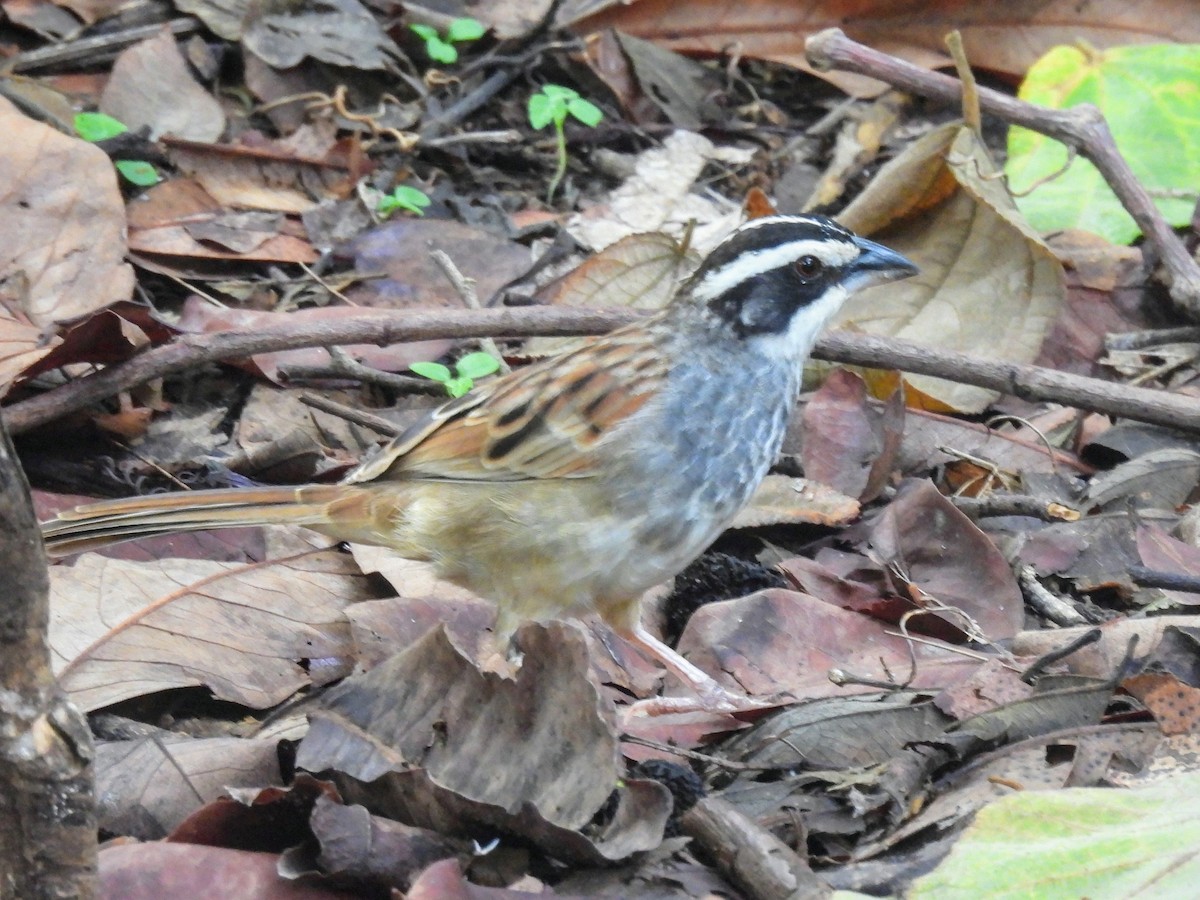 Stripe-headed Sparrow - ML620066327