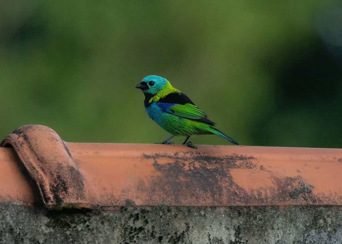 Green-headed Tanager - ML620066336
