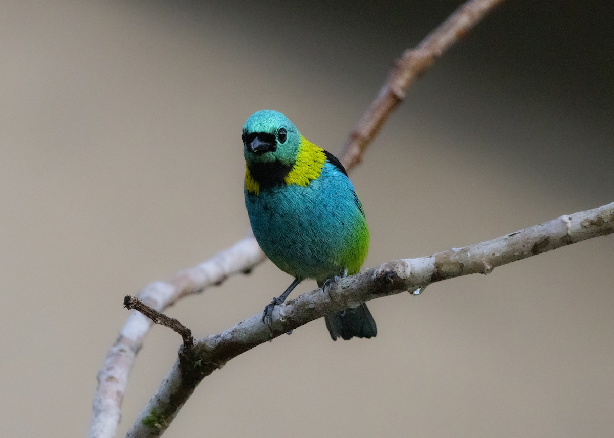 Green-headed Tanager - ML620066337