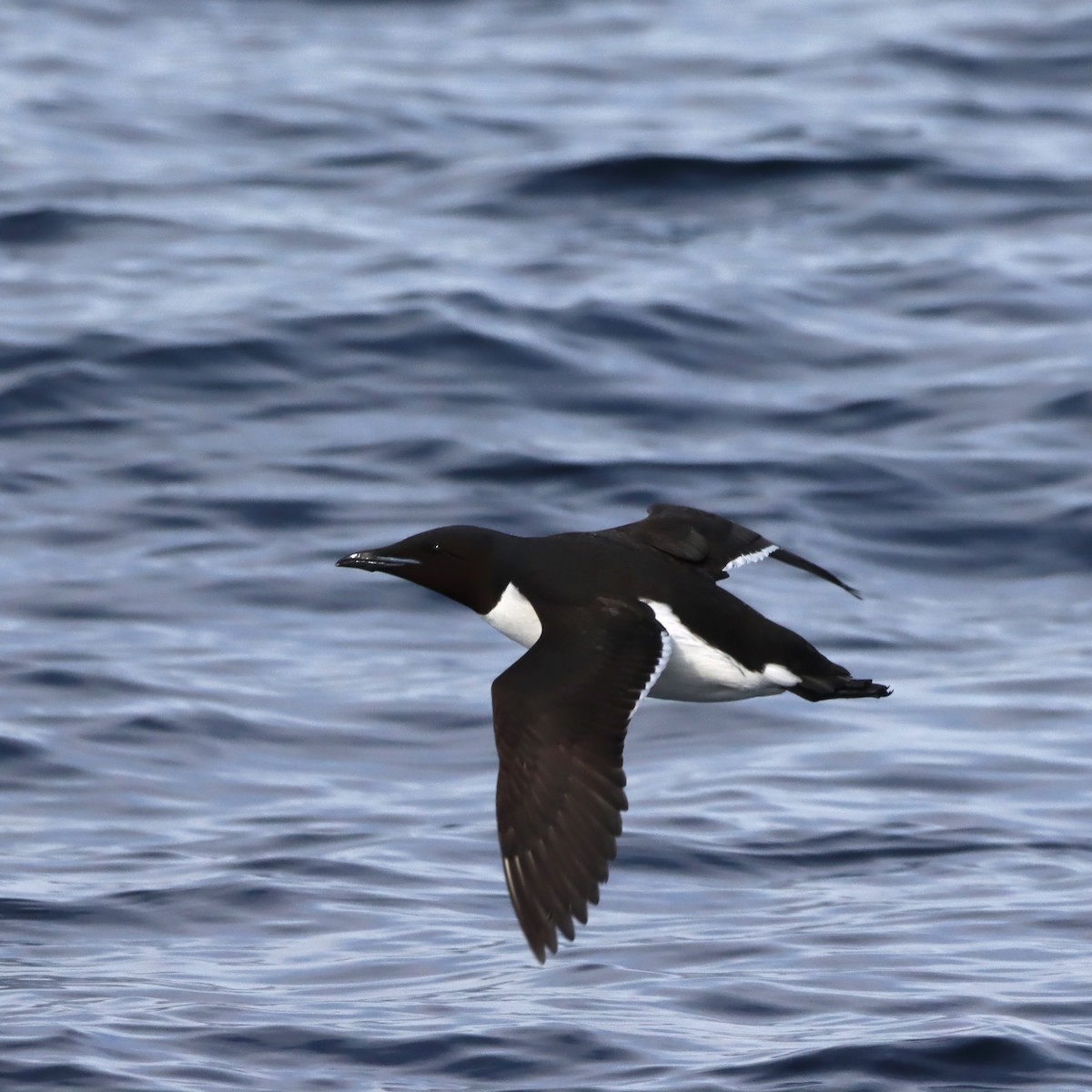 Thick-billed Murre - ML620066339