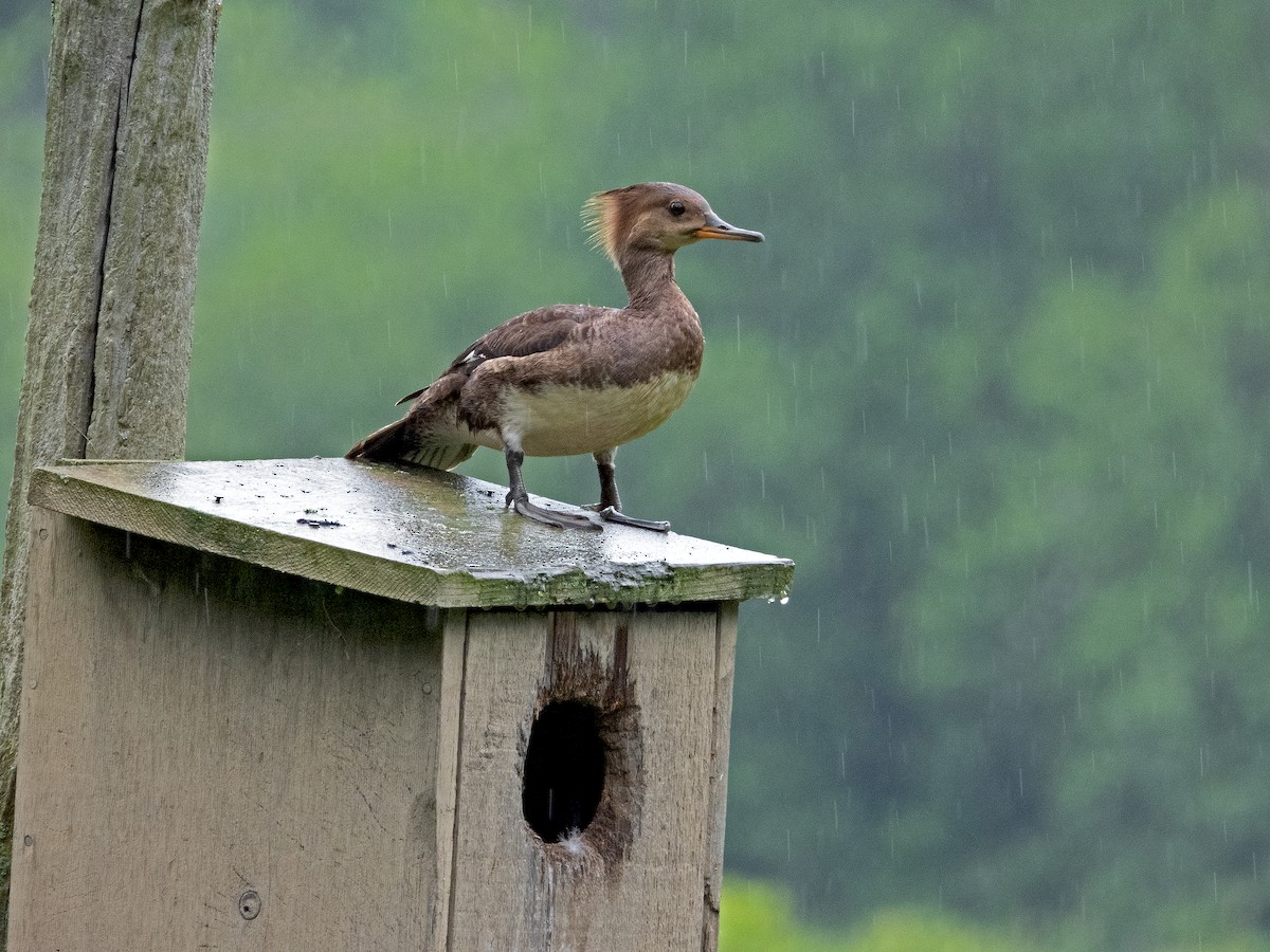 Hooded Merganser - James R. Hill, III