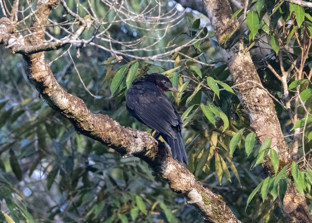 Red-ruffed Fruitcrow - ML620066359