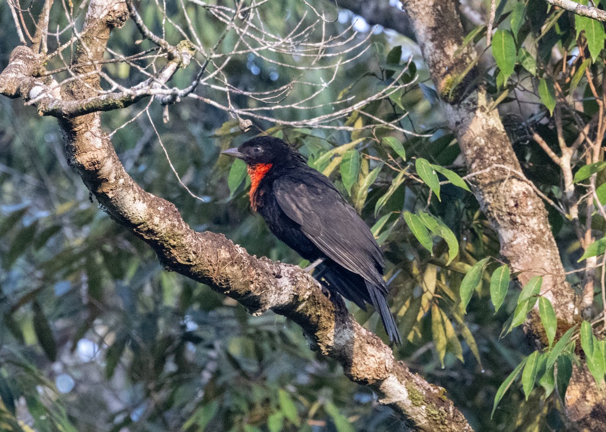 Red-ruffed Fruitcrow - ML620066362