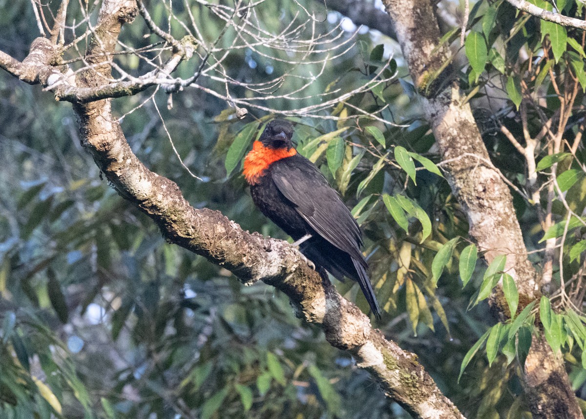 Red-ruffed Fruitcrow - ML620066365