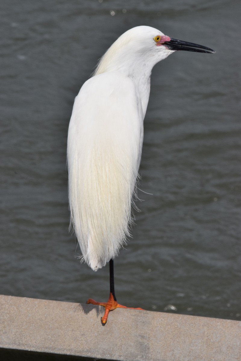 Snowy Egret - ML620066372