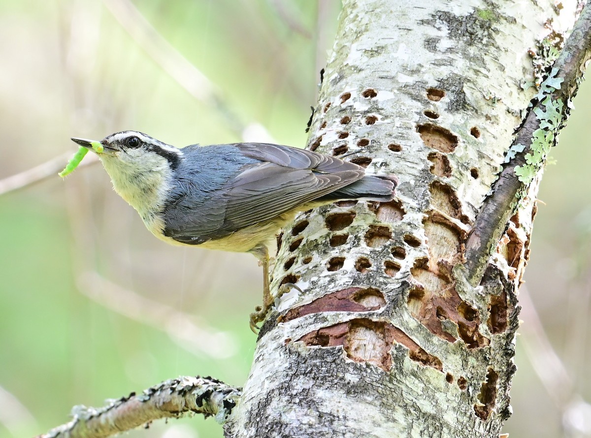 Red-breasted Nuthatch - Alan Sankey  COHL