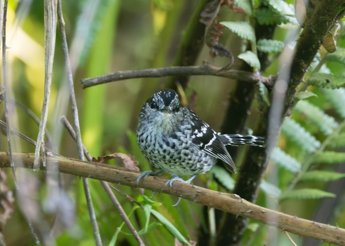 Scaled Antbird - ML620066381