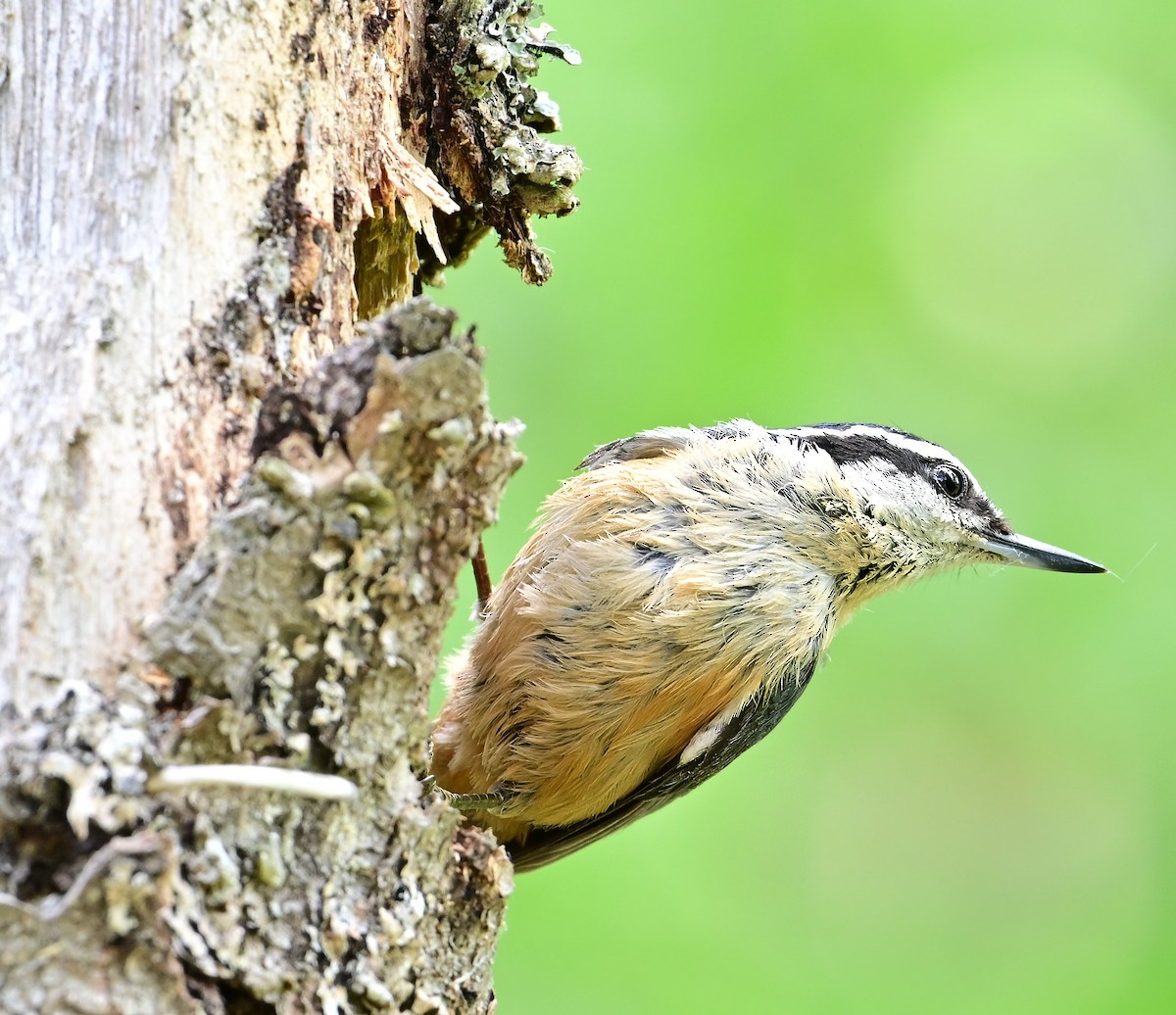 Red-breasted Nuthatch - ML620066386
