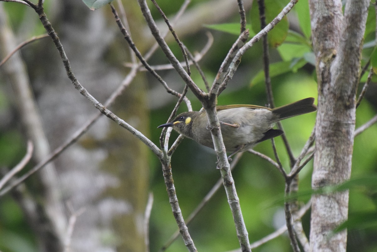 Yellow-spotted Honeyeater - ML620066388