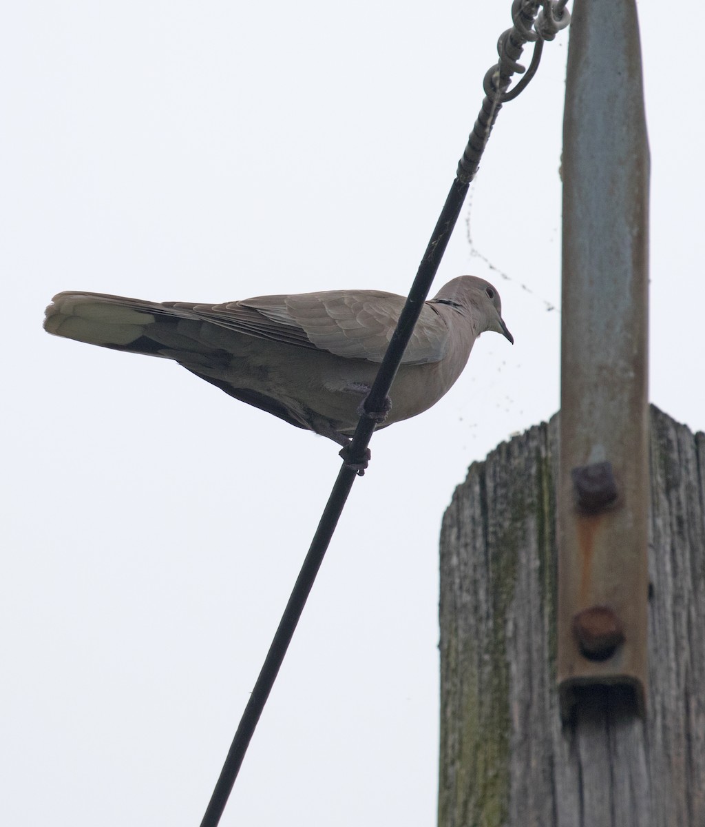 Eurasian Collared-Dove - ML620066392