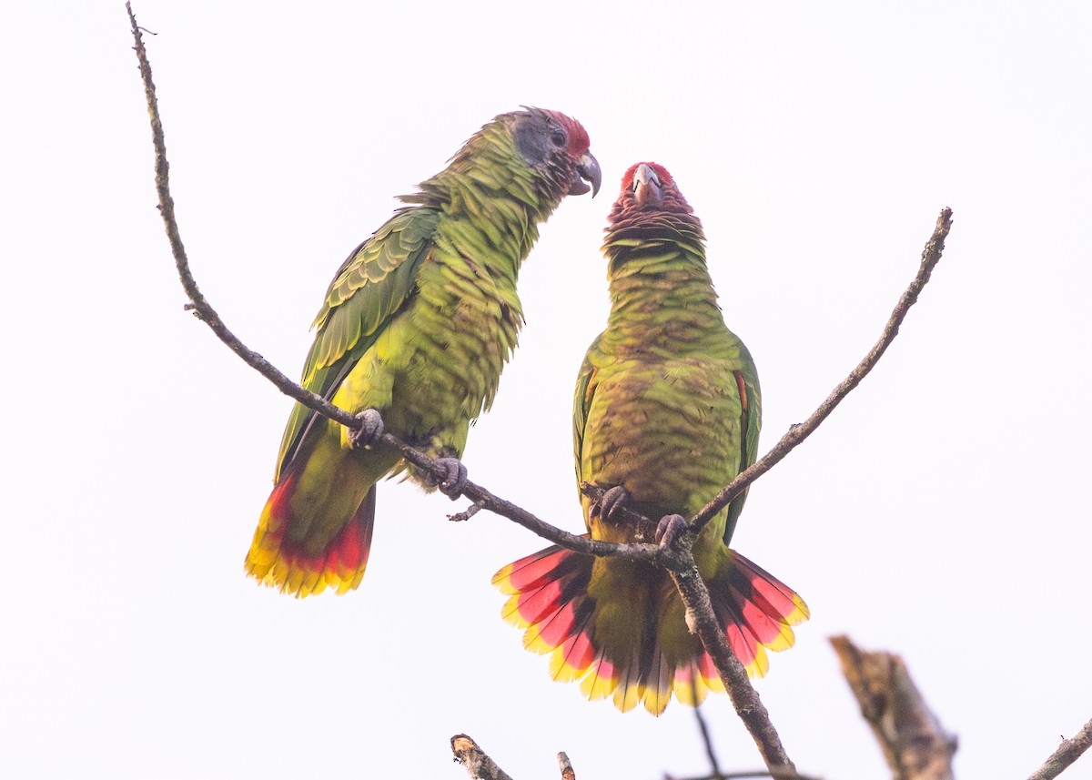 Red-tailed Parrot - ML620066397