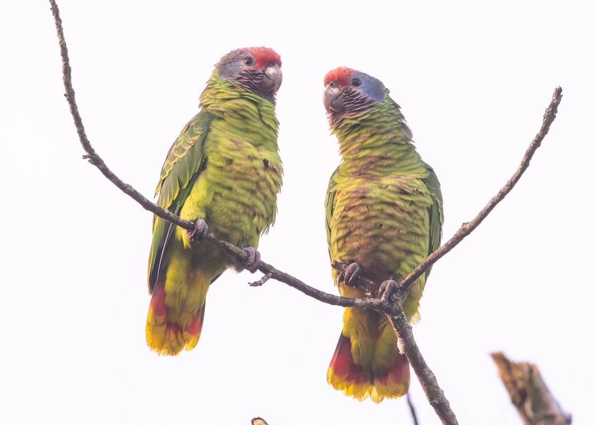 Red-tailed Parrot - ML620066398