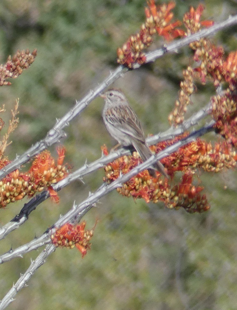 Rufous-winged Sparrow - ML620066410