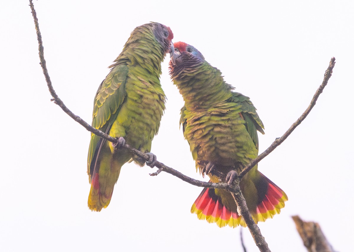 Red-tailed Parrot - ML620066412