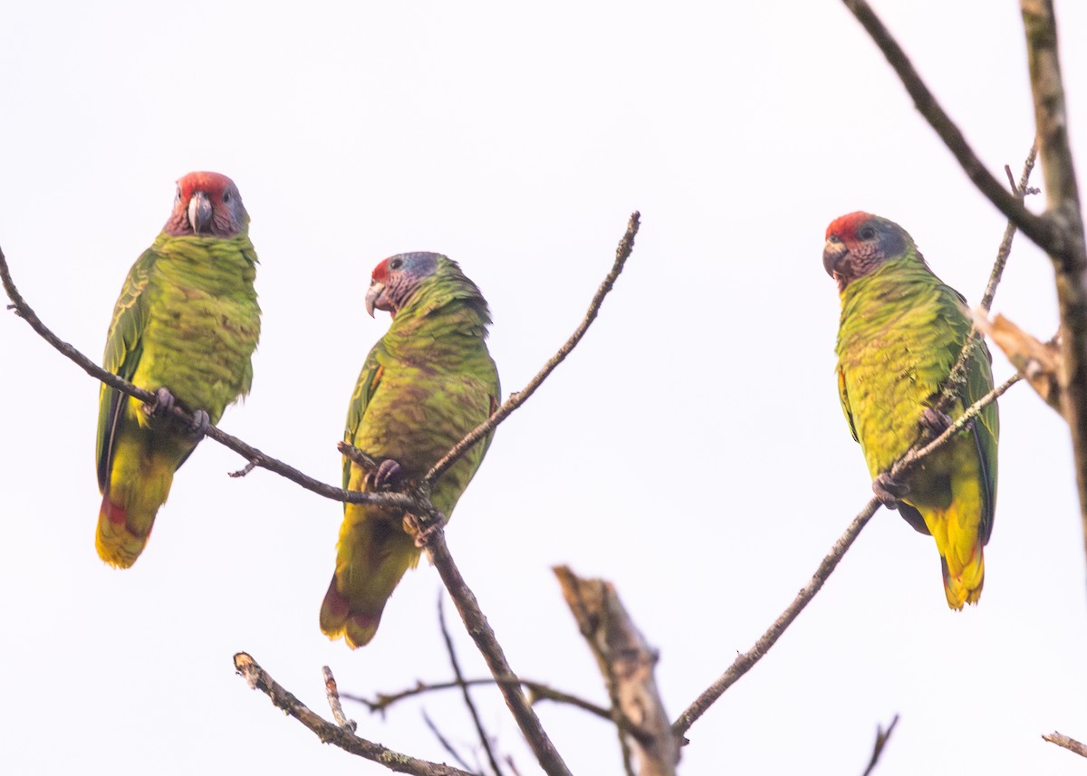 アカオボウシインコ - ML620066417