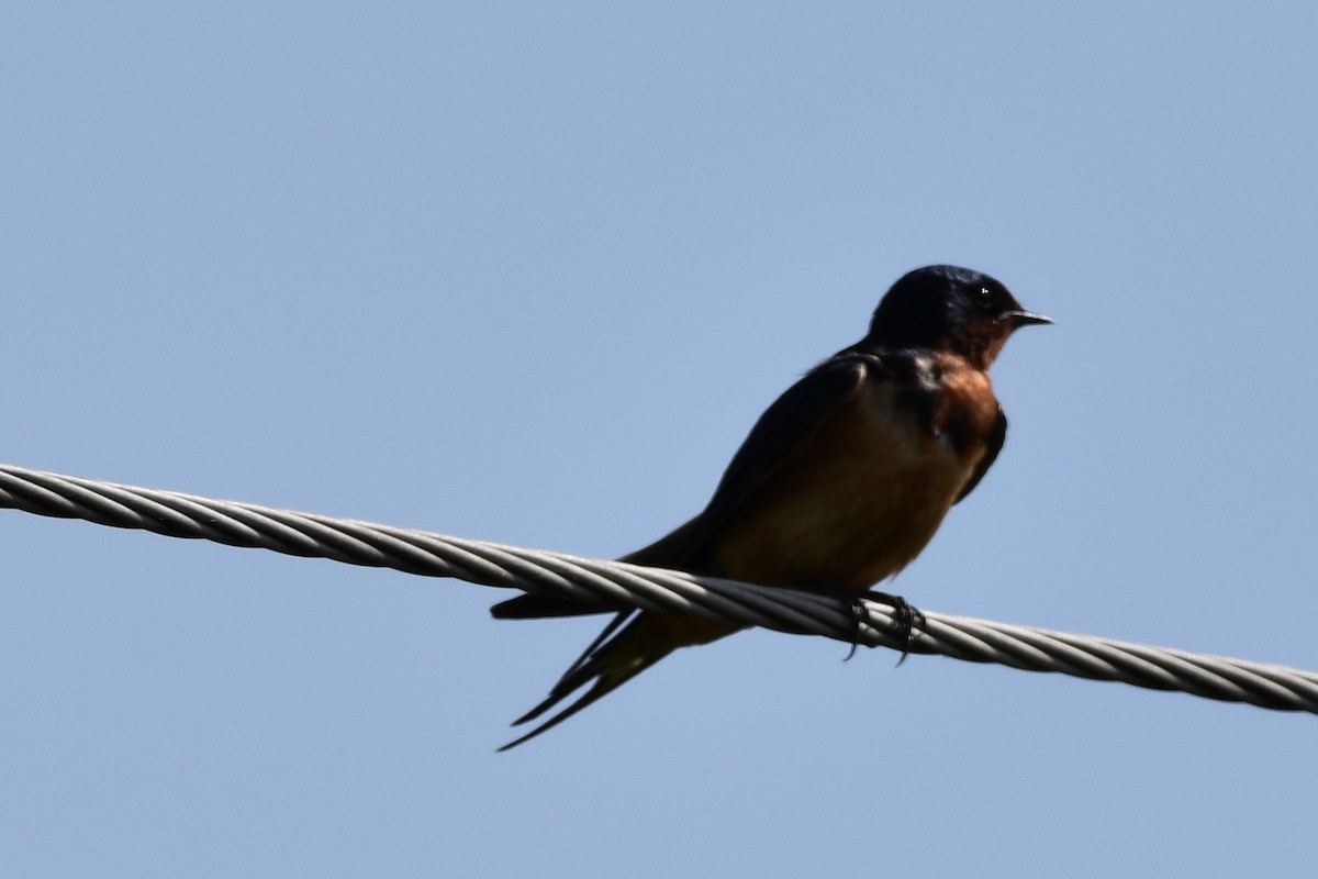 Barn Swallow - ML620066419