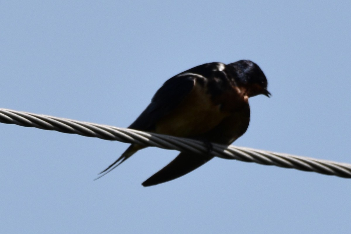 Barn Swallow - ML620066420