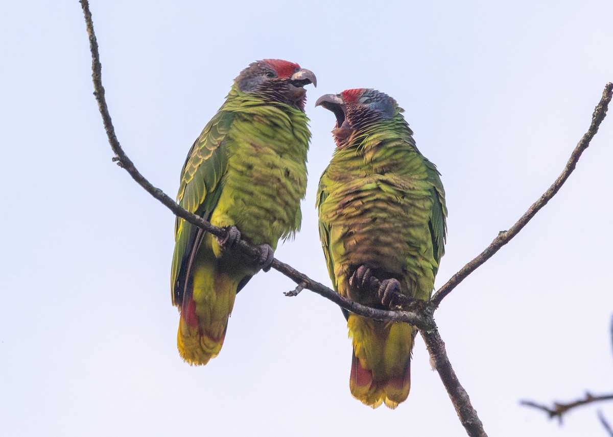 Red-tailed Parrot - ML620066422