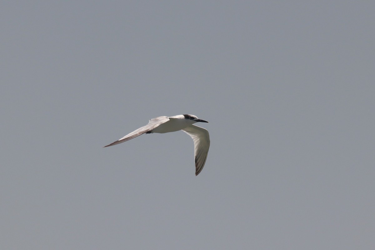 Sandwich Tern - ML620066423