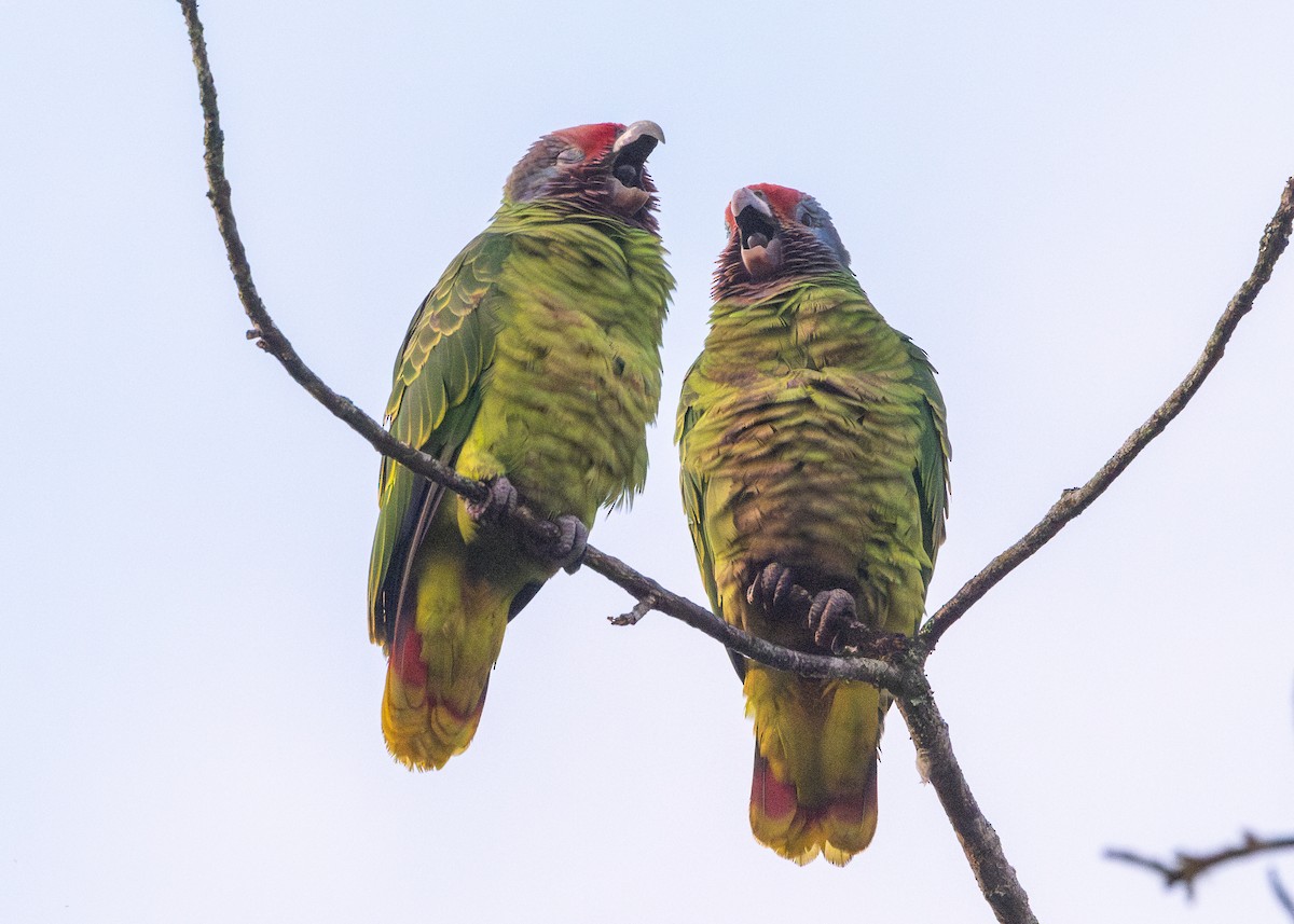 Red-tailed Parrot - ML620066428