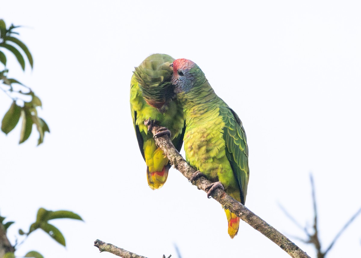 Red-tailed Parrot - ML620066429