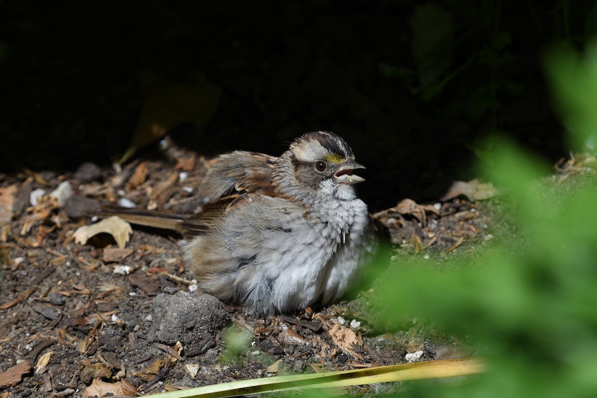 White-throated Sparrow - ML620066430