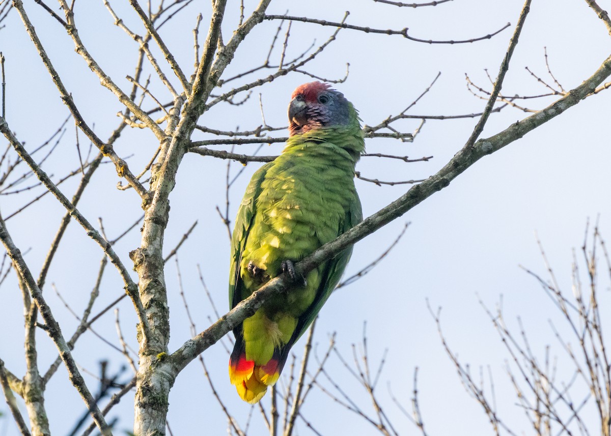 Red-tailed Parrot - ML620066432