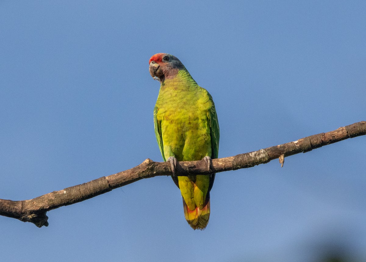 Red-tailed Parrot - ML620066437