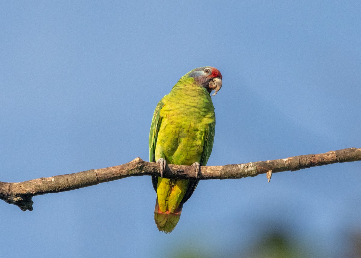 アカオボウシインコ - ML620066441