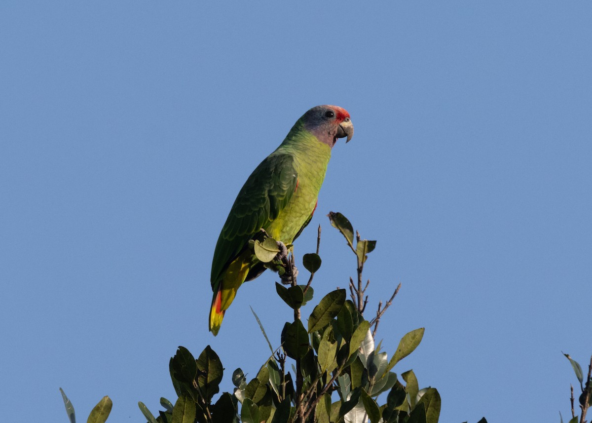 アカオボウシインコ - ML620066443