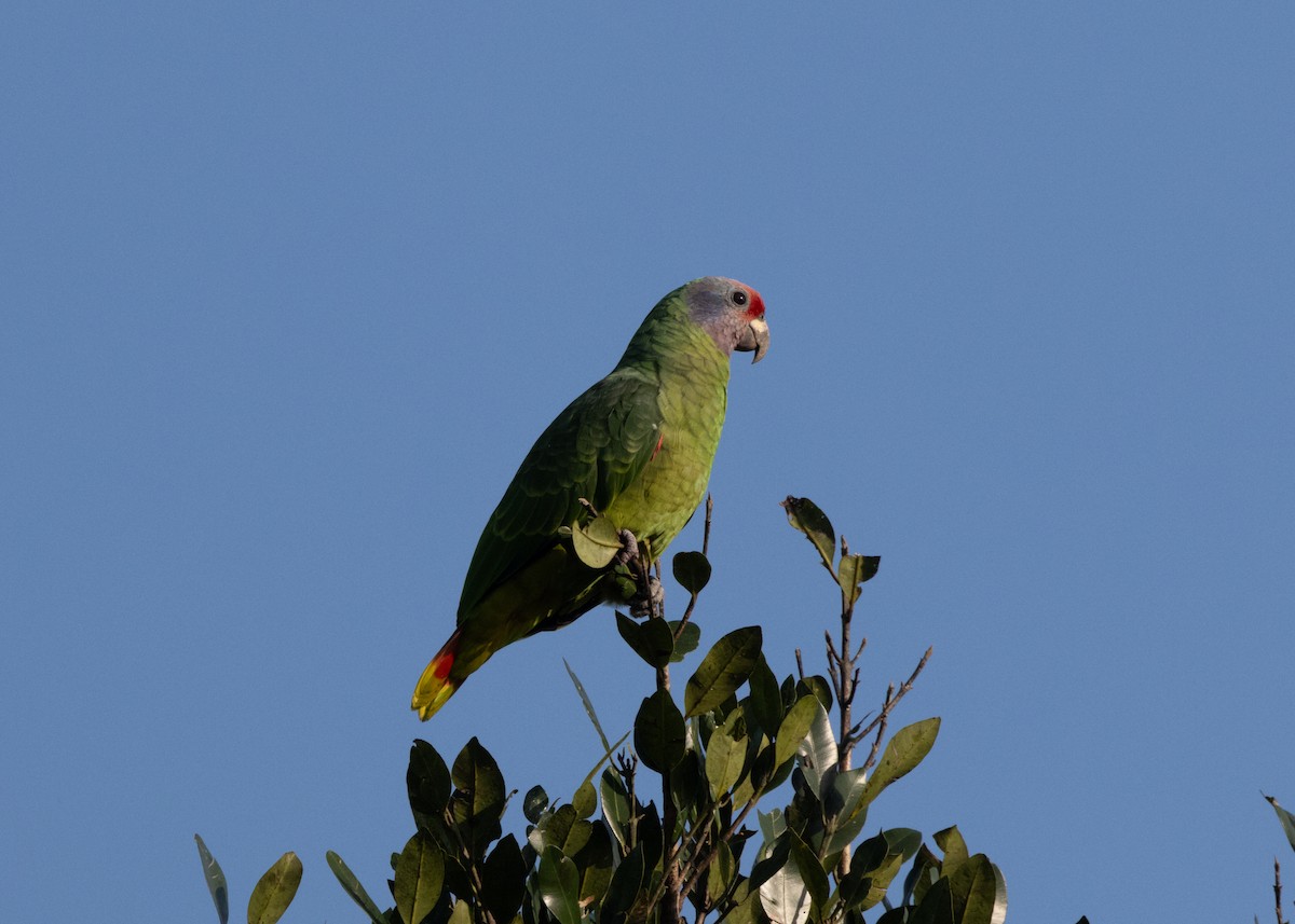 Red-tailed Parrot - ML620066445