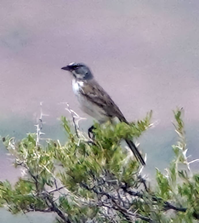 Sagebrush Sparrow - ML620066453